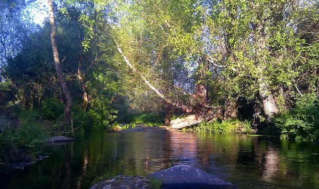 Río rodeado de vegetación densa con árboles y follaje verde, agua tranquila reflejando la luz del sol y un tronco caído 