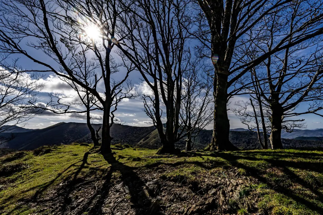 Paisaje de colinas verdes con árboles desnudos en primer plano, bajo un cielo azul con nubes y sol brillante que crea