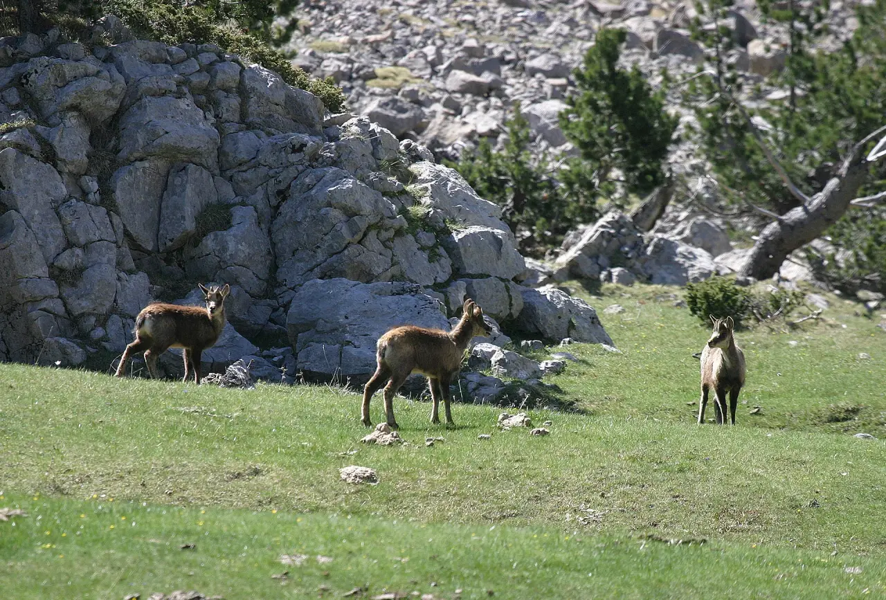 Tres cabras montesas en un prado verde con rocas y vegetación al fondo.