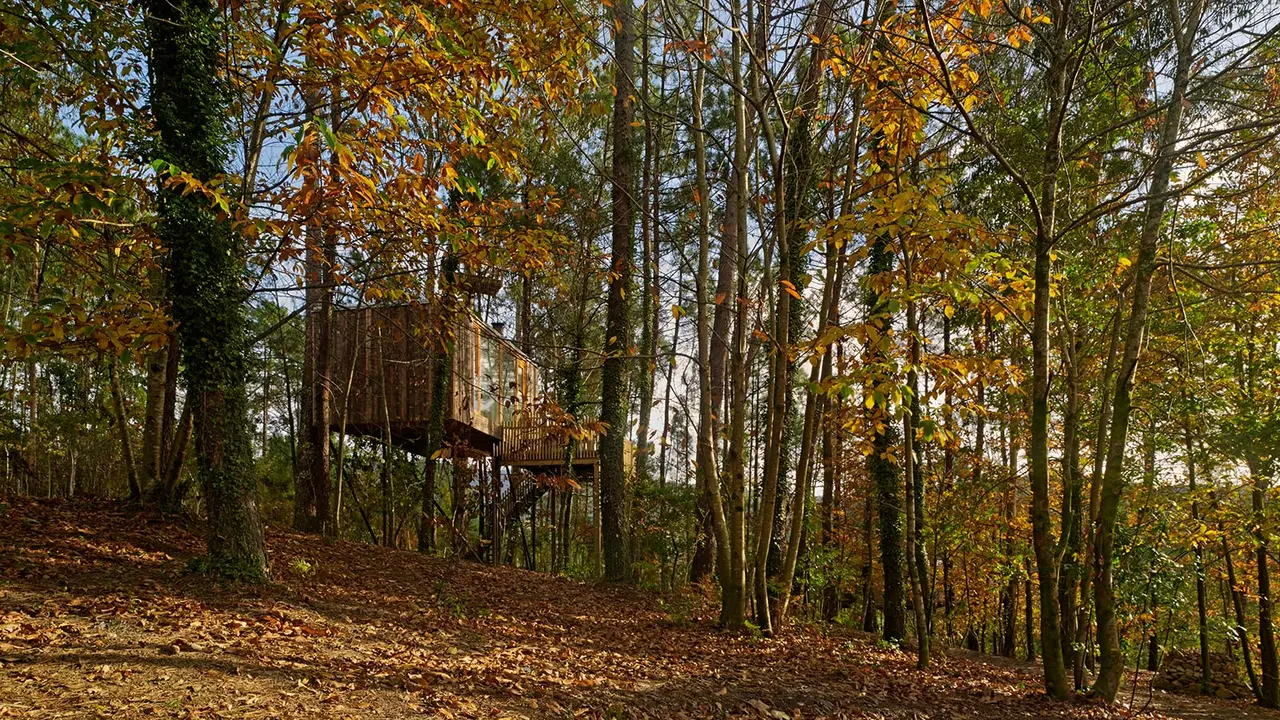 Vista exterior de una cabaña elevada entre árboles en un bosque otoñal, con hojas amarillas y marrones en el suelo