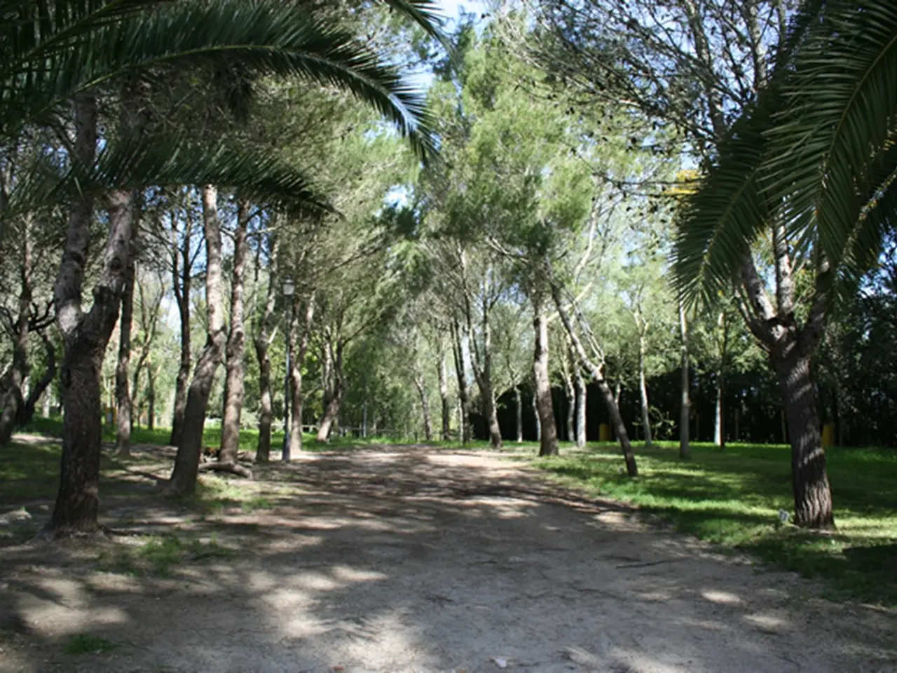 Camino de tierra bordeado de árboles y palmeras en un entorno arbolado, con zonas de césped a los lados.