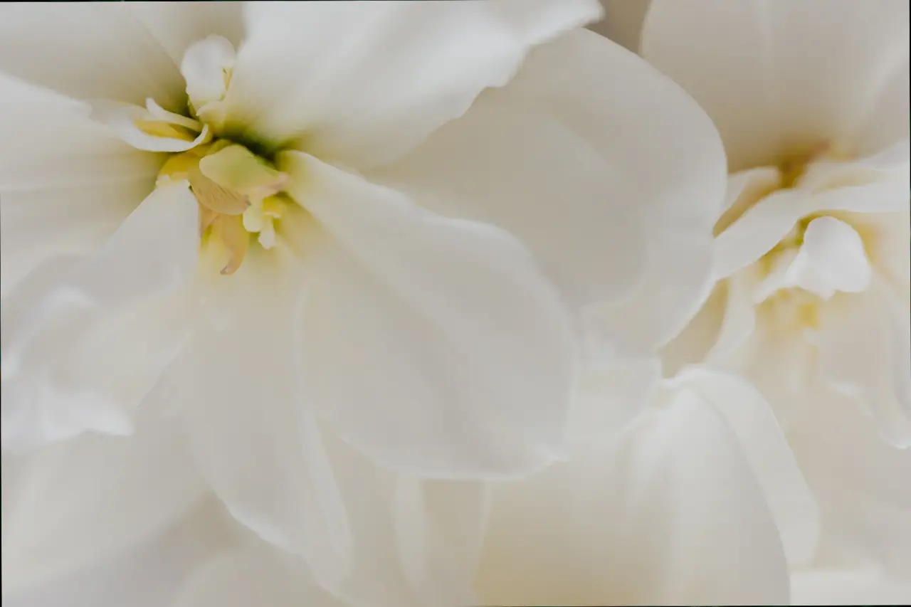 Primer plano de flores blancas con pétalos suaves y centro amarillo.