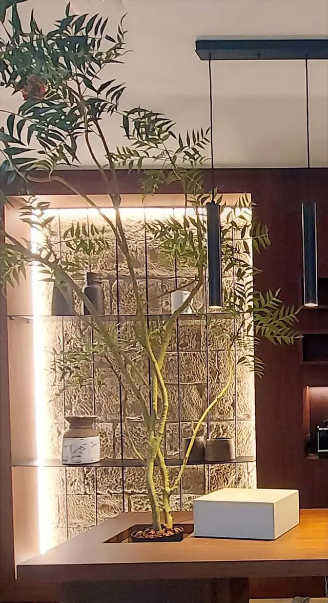 Interior de un spa privado con una gran planta en maceta sobre una mesa de madera, estanterías iluminadas con piedra