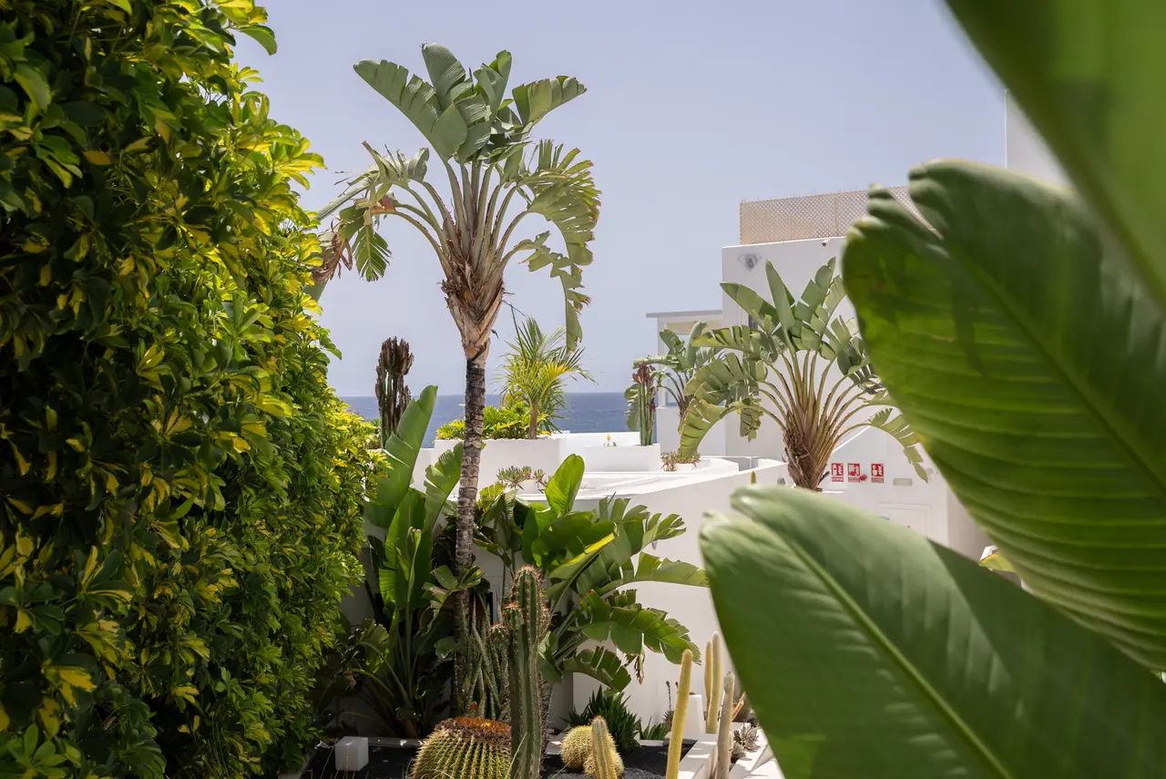 Vista exterior de una terraza ajardinada con palmeras, cactus, arbustos y plantas tropicales, con edificios blancos