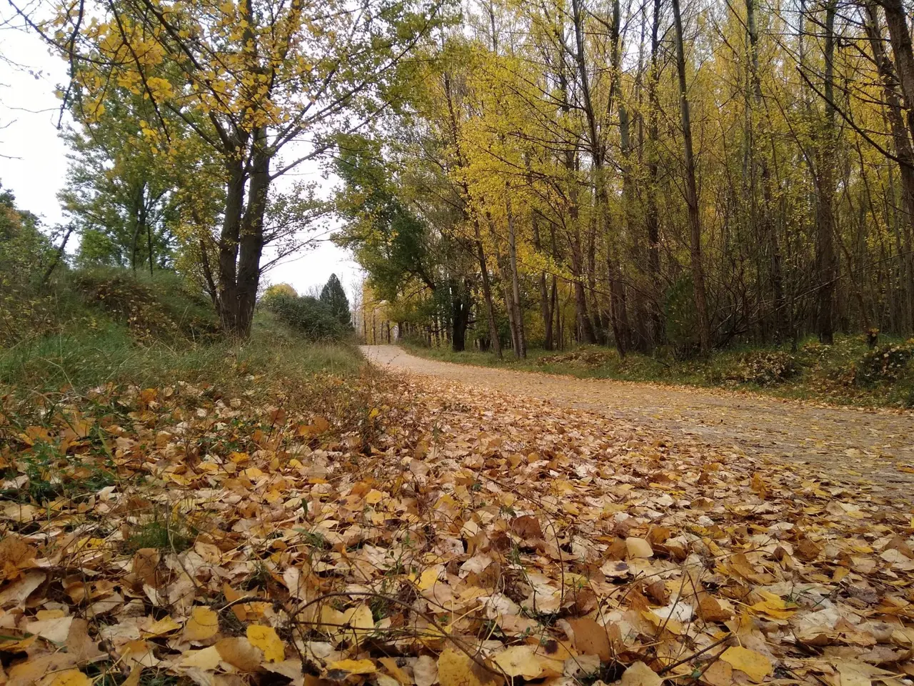 Camino rural cubierto de hojas otoñales amarillas y marrones, rodeado de árboles con follaje dorado y verde.
