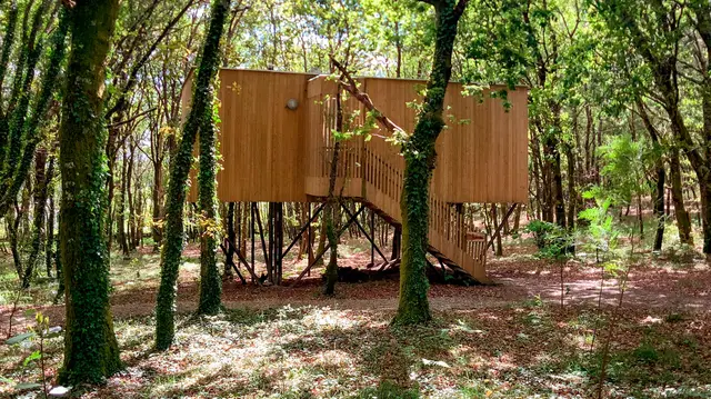 Cabaña de madera elevada sobre pilares en un bosque denso de árboles con troncos cubiertos de musgo y enredaderas.