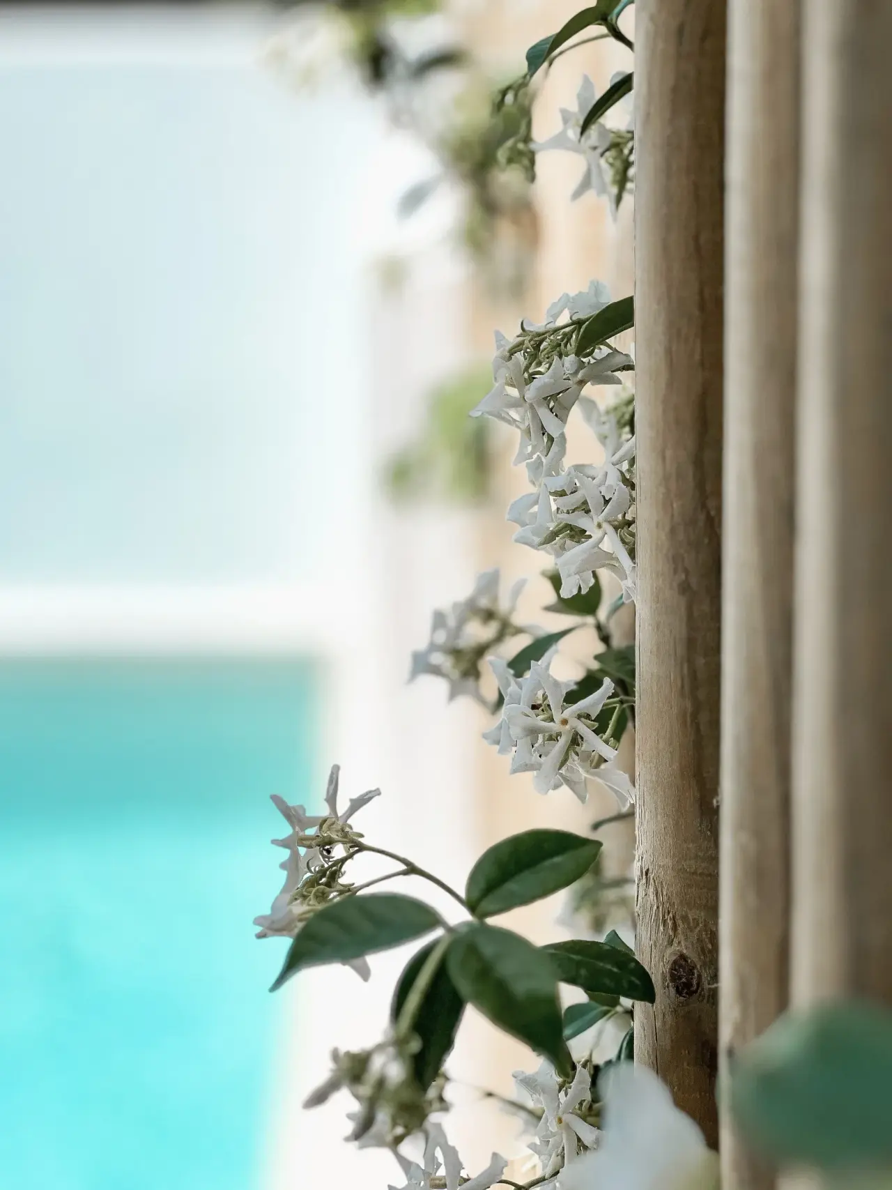 Vista parcial de una piscina privada climatizada de color turquesa, con una enredadera de flores blancas y hojas