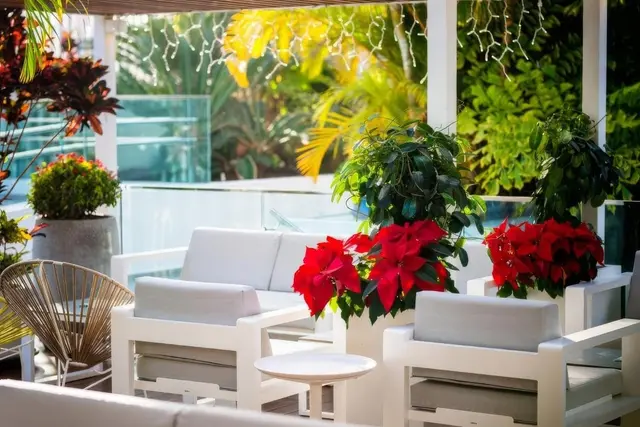Terraza exterior con muebles blancos de exterior, sillones, mesa auxiliar y plantas con flores rojas de pascua.